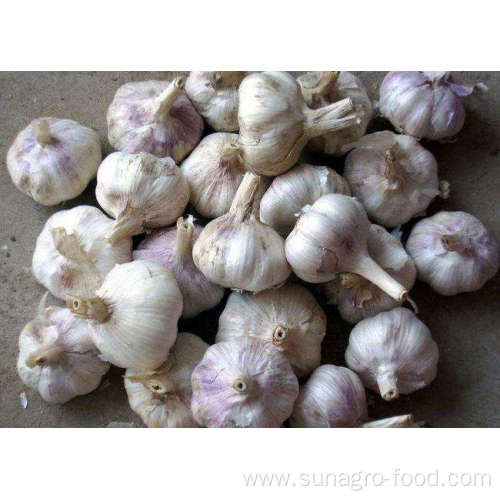 Pack regular garlic of high quality